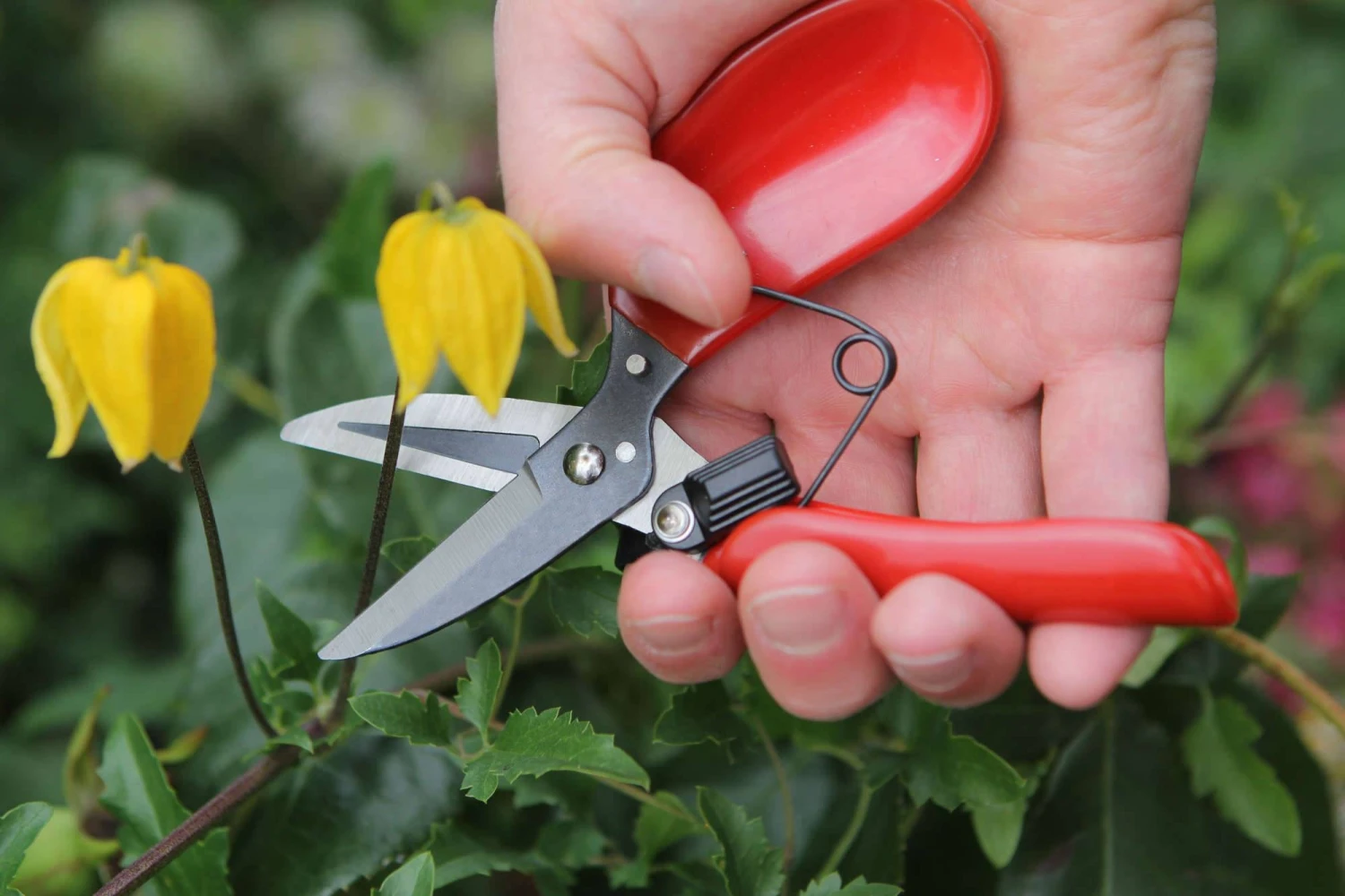 Darlac Floral Shear - Image 2