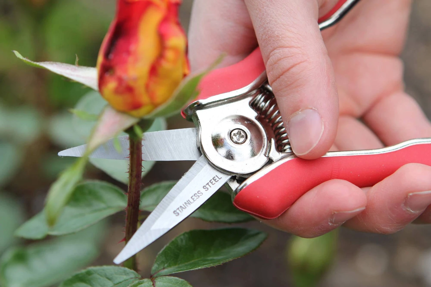 Darlac Mini Snips - Image 2