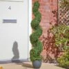 Smart Garden Topiary Twirl 120cm